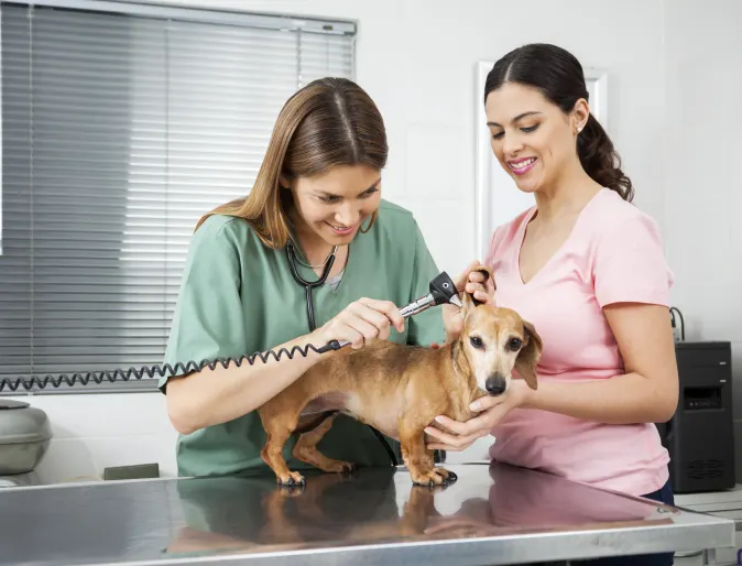 A small brown dog standing on an exam table being examined by two female veterinarians.